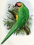 Manipulation depicting the extinct Ara atwoodi, later mistakenly published in a research paper as if it was real