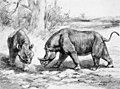 Original PD image of Megacerops