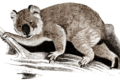 Manipulation depicting the prehistoric koala Phascolarctos stirtoni